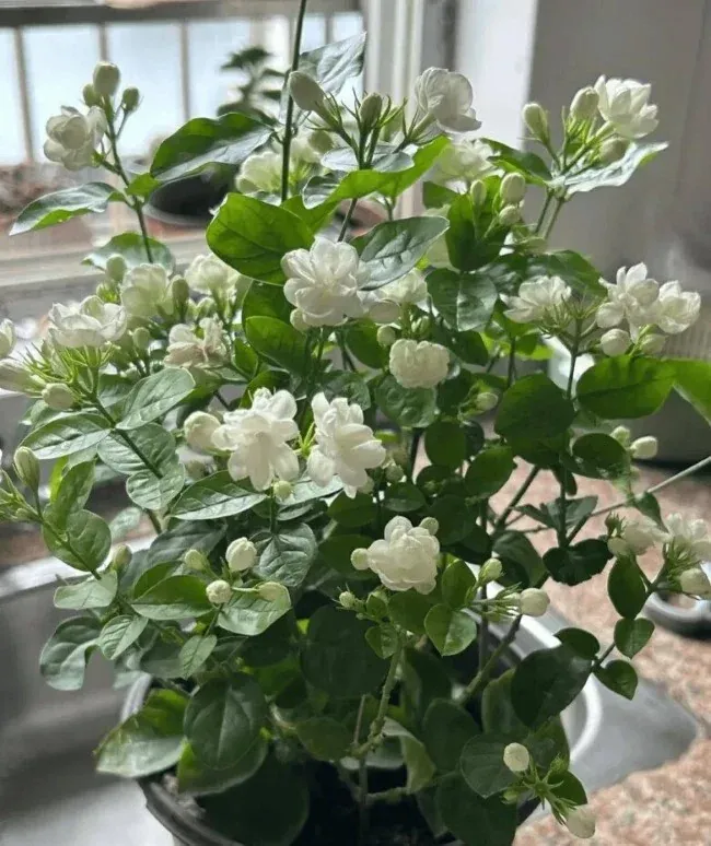 Hoa lài của Ấn Độ
