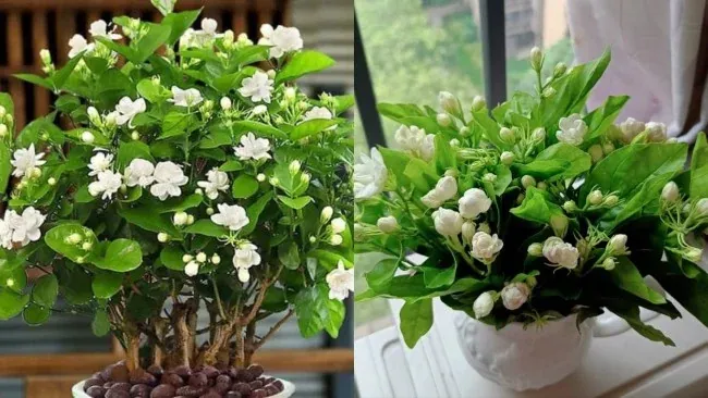 Hoa lài của Ấn Độ