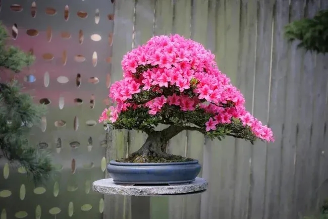 Hoa đỗ quyên của Himalaya