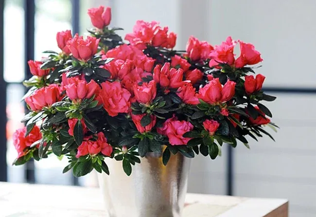 Hoa đỗ quyên của Himalaya