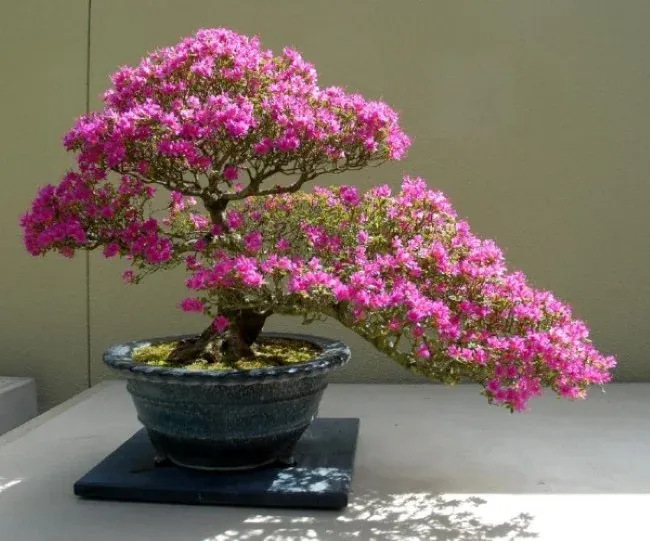 Hoa đỗ quyên của Himalaya