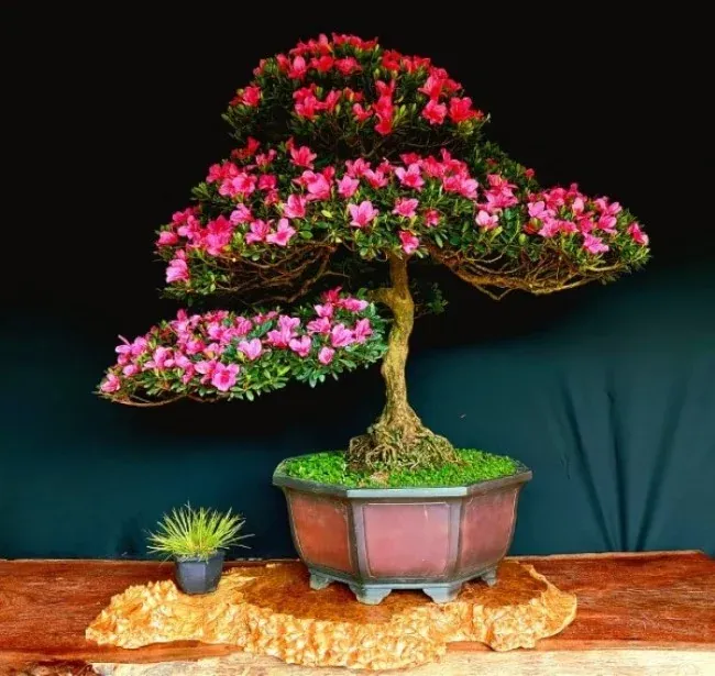 Hoa đỗ quyên của Himalaya
