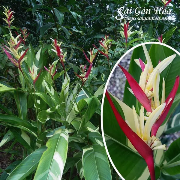 Cây chuối mỏ két cẩm thạch với lá pha màu