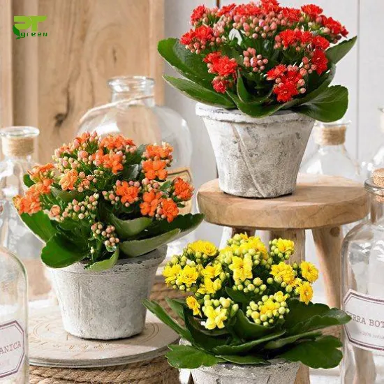 Cây hoa sống đời với những chùm hoa rực rỡ