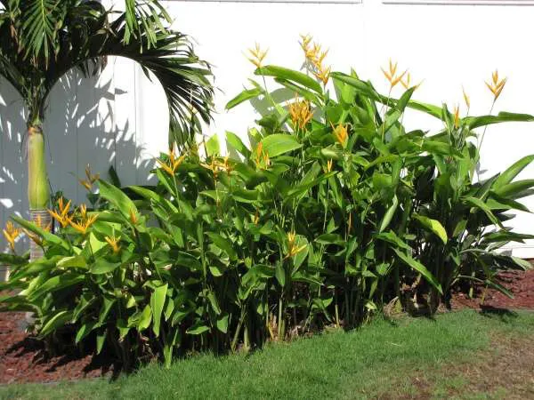 Cây chuối mỏ két trồng dọc đường phố