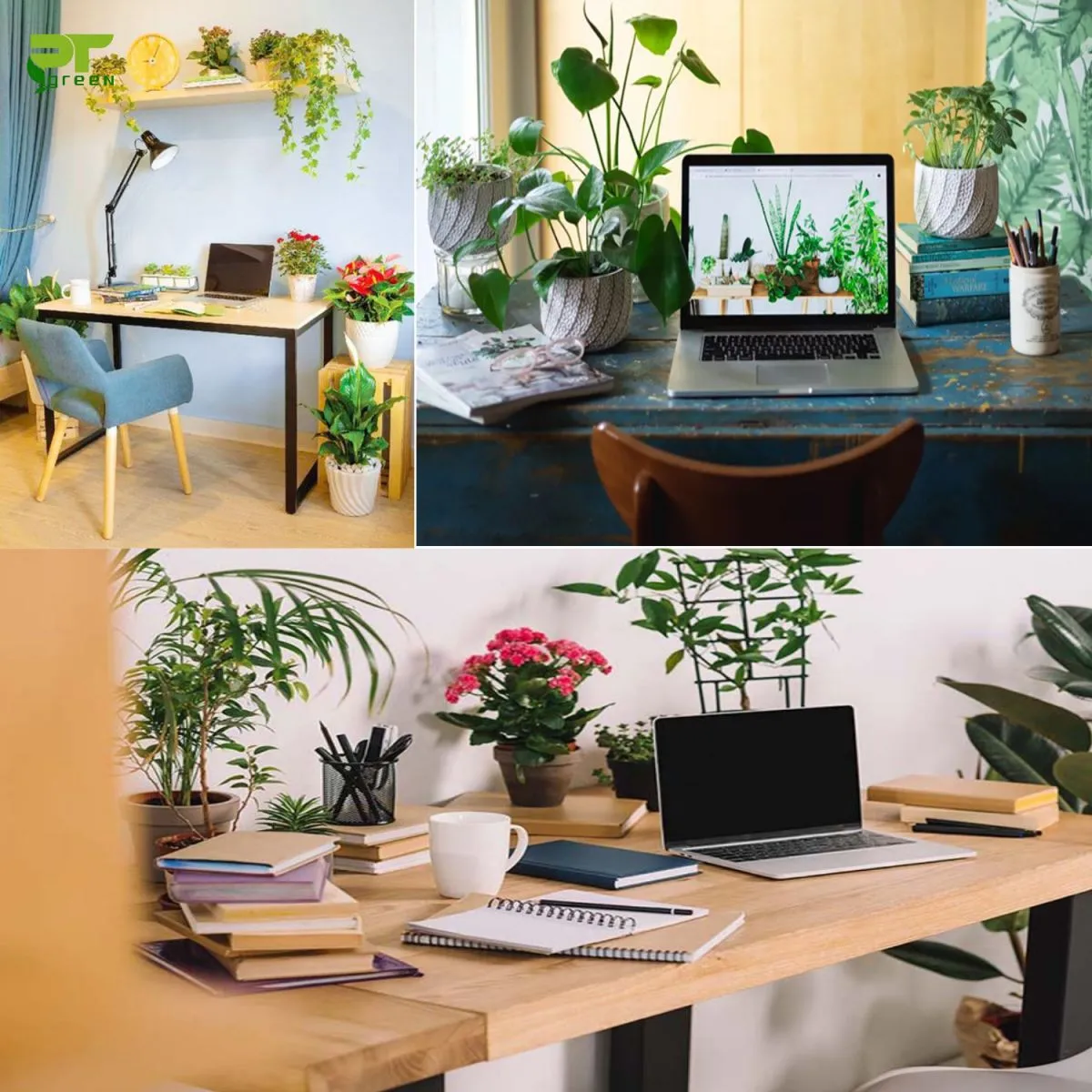 Công dụng của chậu hoa để bàn