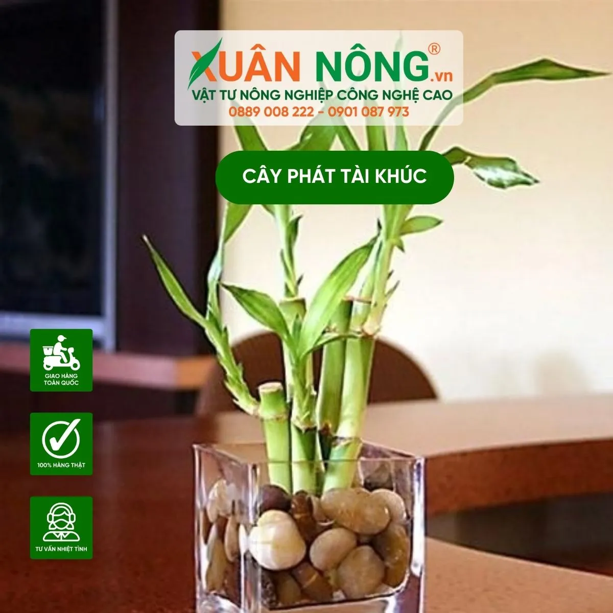 Cây phát tài khúc với những đốt rõ ràng và lá xanh mướt