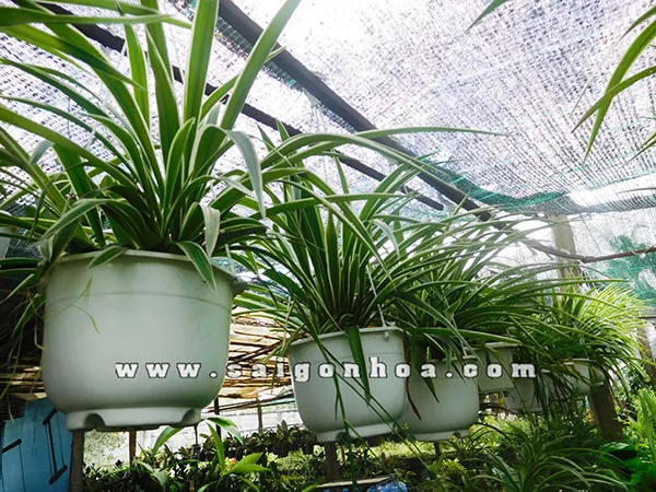 Nhánh cây mến khách