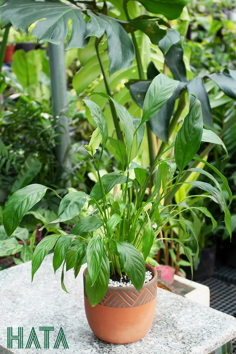 Lưu ý đến tính phong thuỷ khi mua cây cảnh