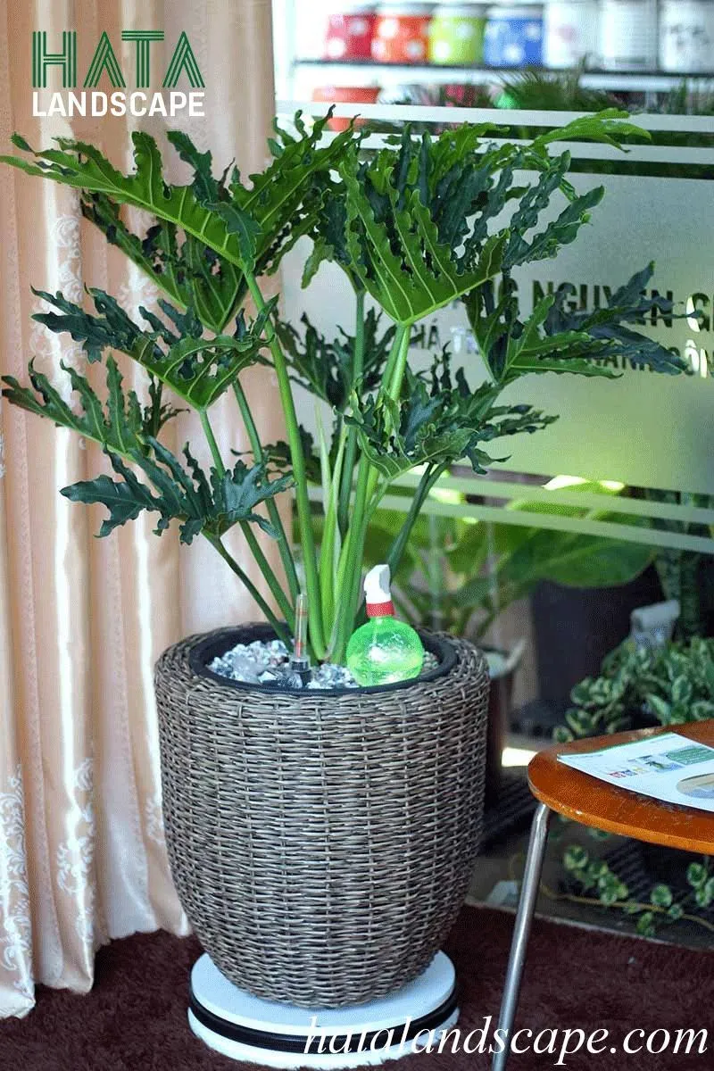Chọn cây cảnh phù hợp không gian sống
