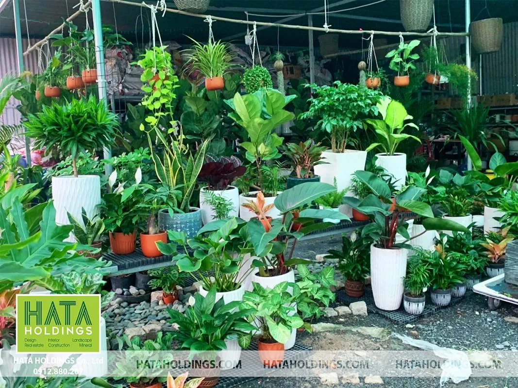 Hata Landscape là địa chỉ cung cấp cây cảnh uy tín