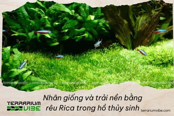 Đặc điểm sinh học của rêu Ricca