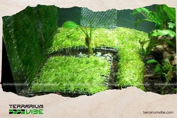 Rêu Ricca mang lại giá trị thẩm mỹ cao nhờ màu xanh tươi sáng