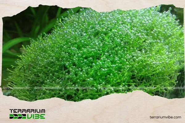 Những sai lầm phổ biến mà người chơi thường gặp