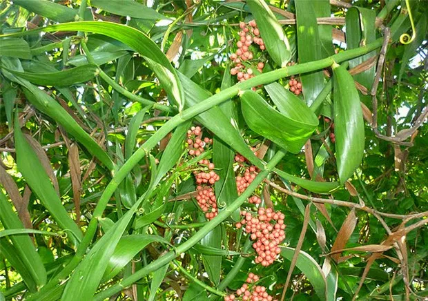Đặc điểm hình thái cây mây