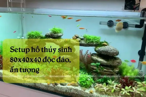 Những vật dụng cần chuẩn bị cho việc setup hồ thủy sinh 80x40x40