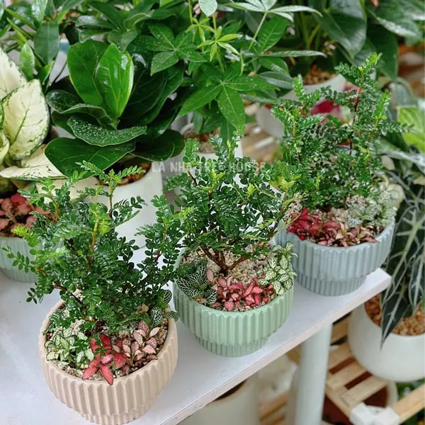Chậu thanh hương mộc mix fittonia lá may mắn
