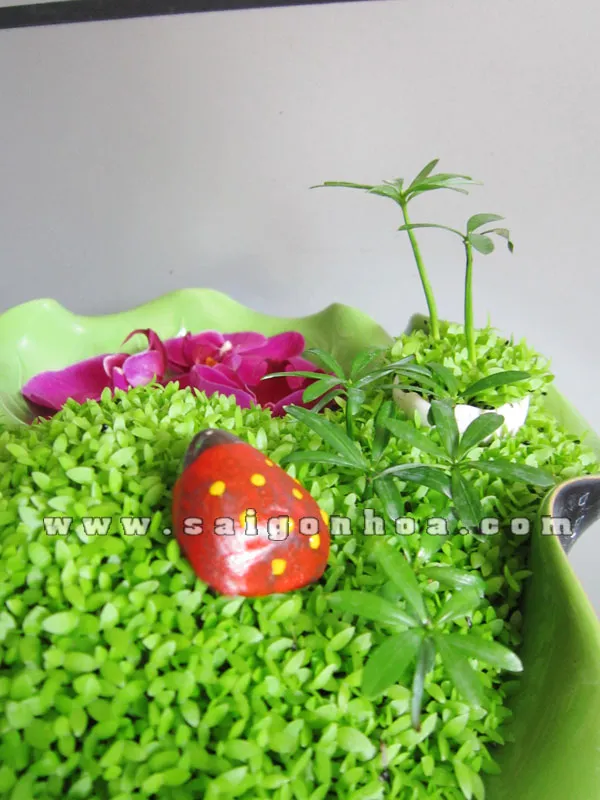 Tiểu cảnh may mắn với chậu hình lá sen