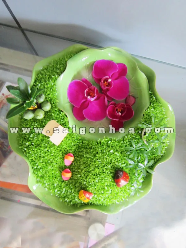Cỏ may mắn làm nền trong tiểu cảnh may mắn hoa cỏ mùa xuân
