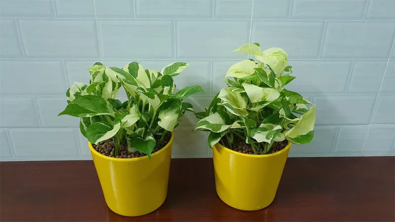 Ý nghĩa của cây trầu bà cẩm thạch về phong thủy và sức khỏe