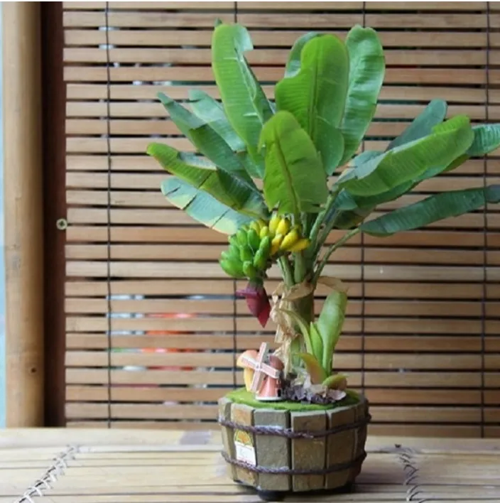 cây chuối cảnh lùn