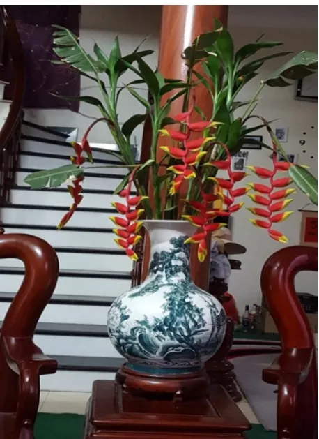 cây chuối cảnh pháo