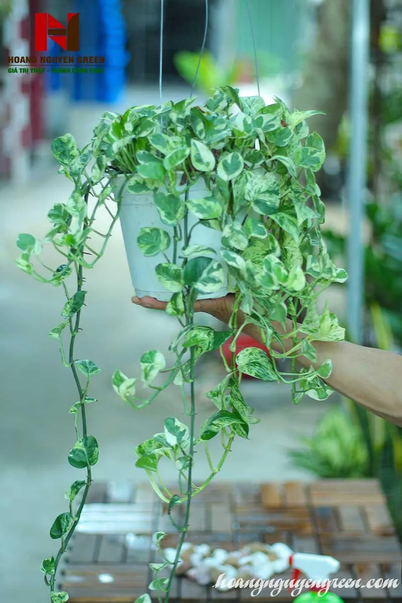 Cây Trầu Bà Cẩm Thạch