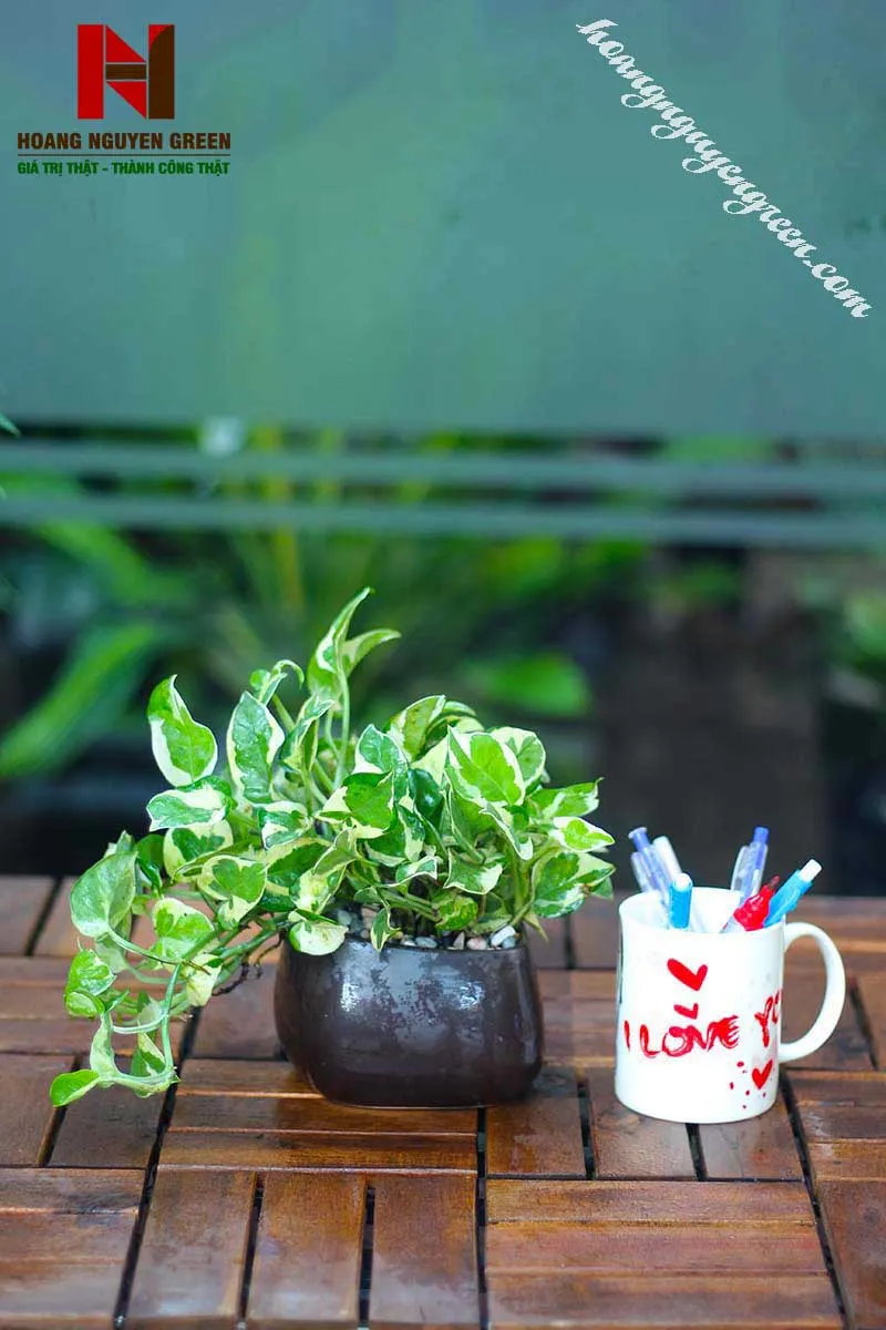 cách chăm sóc cây trầu bà để bàn