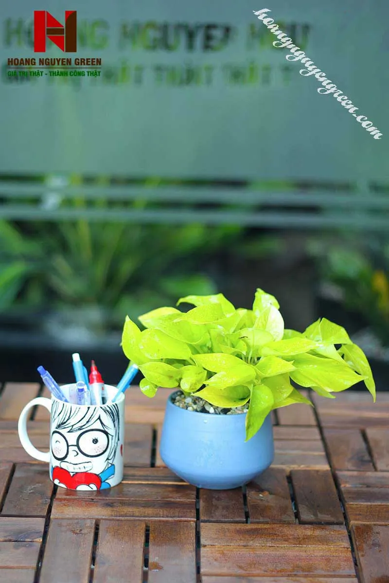 hướng dẫn chọn chậu trầu bà để bàn