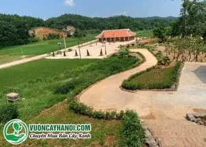 Trồng cây tại trường học