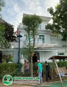 Trồng cây tại biệt thự Spendora