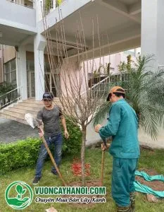 Trồng hoa anh đào