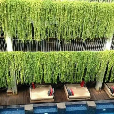 cây trồng resort