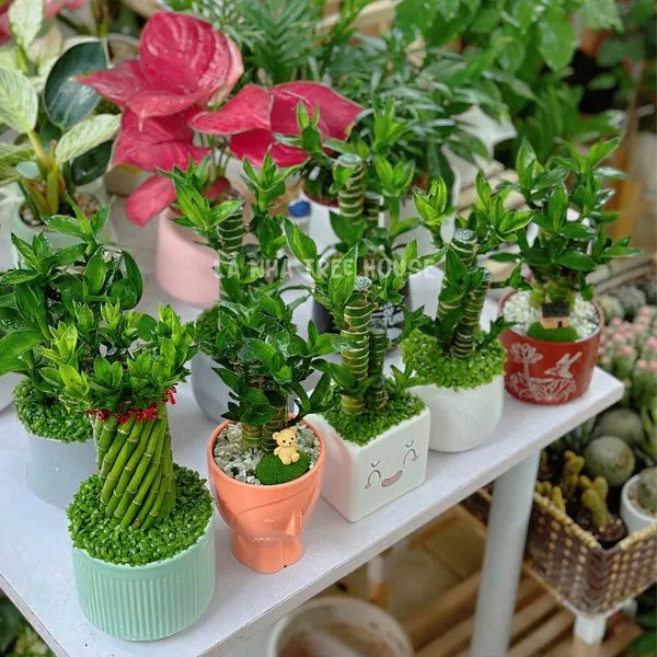 Trúc phát lộc mix cỏ may mắn