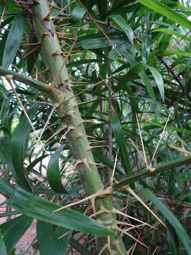 Mây cát (mây dẻo)