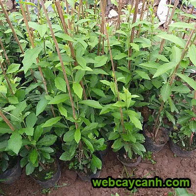 Vườn cúc tần ấn độ