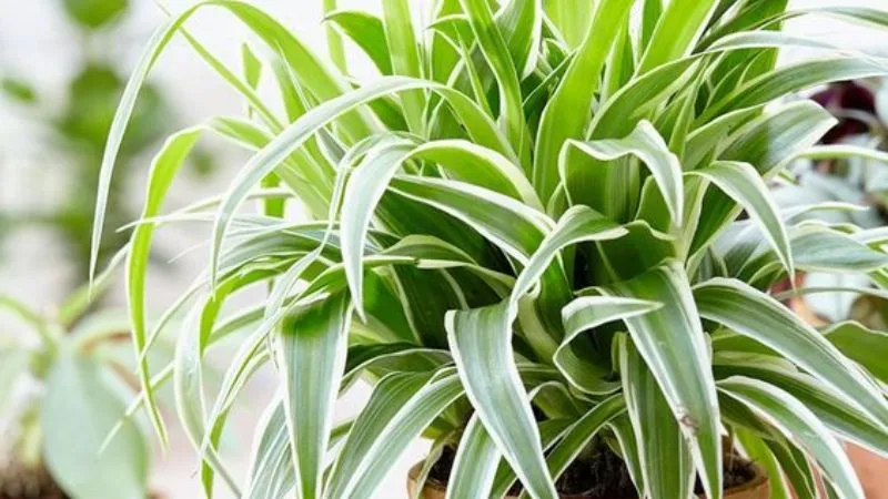 Nguồn gốc và ý nghĩa cây mẫu tử