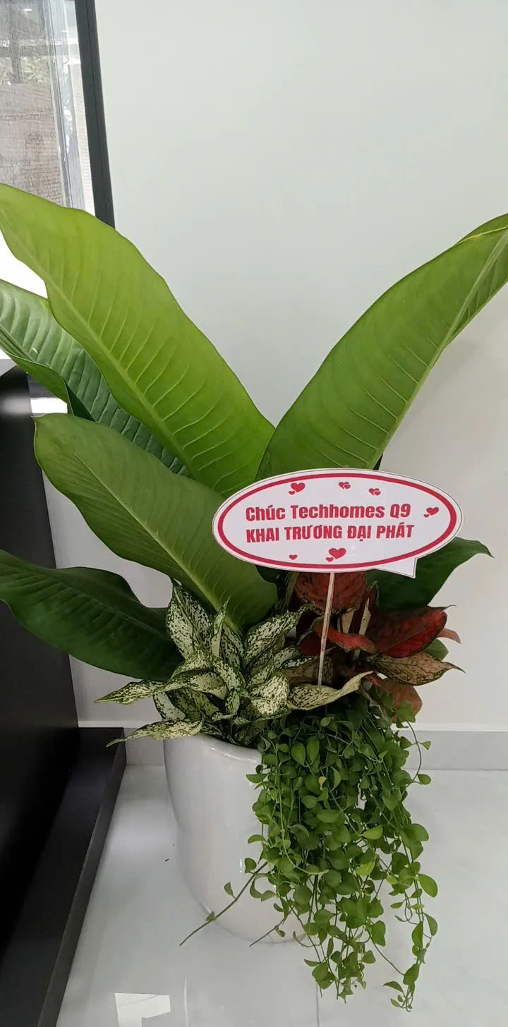 Cây thiết mộc lan làm quà tặng khai trương