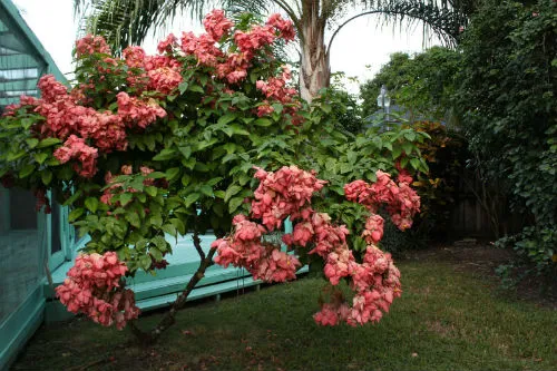 Cây bướm hồng với hoa màu hồng
