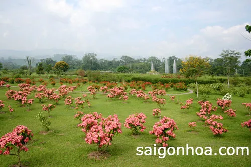 Cây bướm hồng trong sân vườn
