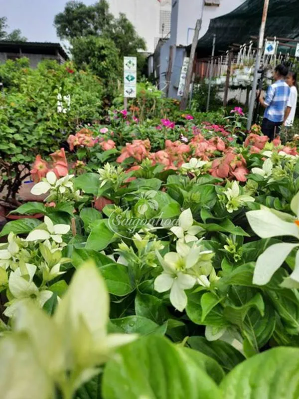 Cây hoa bướm hồng