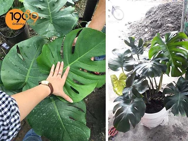Lá Trầu bà Nam Mỹ có kích thước lớn và xẻ thùy