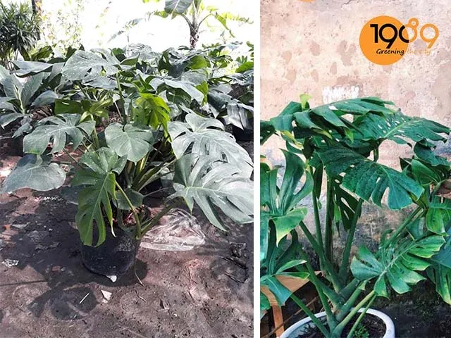 Cây Trầu bà Nam Mỹ với bộ rễ khí sinh
