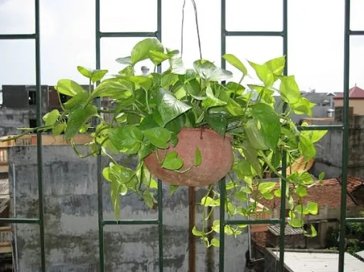 Cây Vạn Niên Thanh leo trang trí ban công