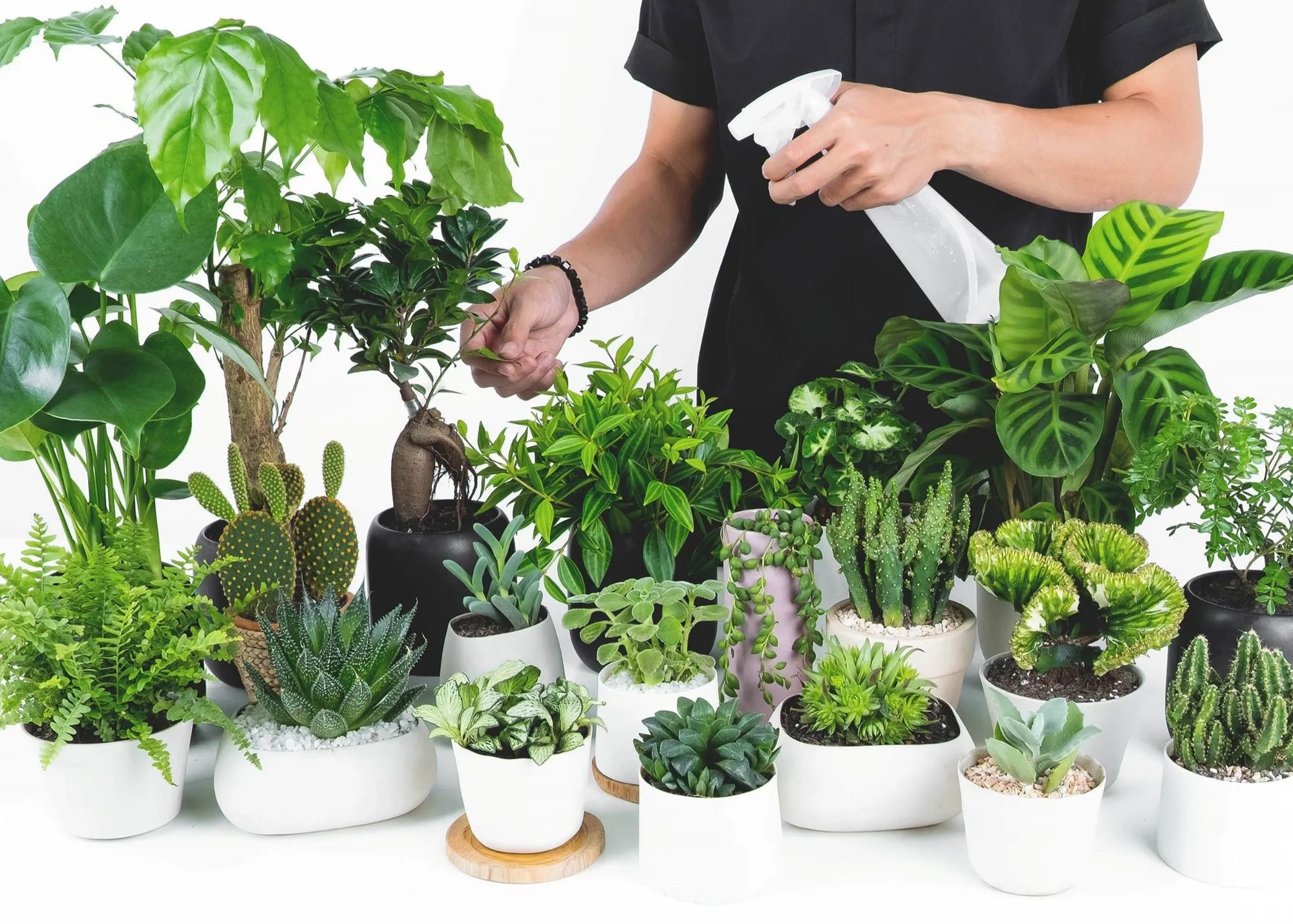 Các loại cây xanh đa dạng tại Công ty Cây Xanh Đức Lộc