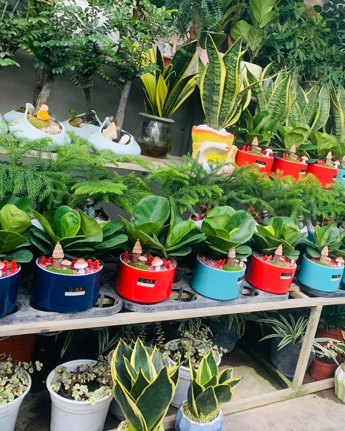 Các loại cây cảnh nội thất và văn phòng tại Công ty TNHH Green