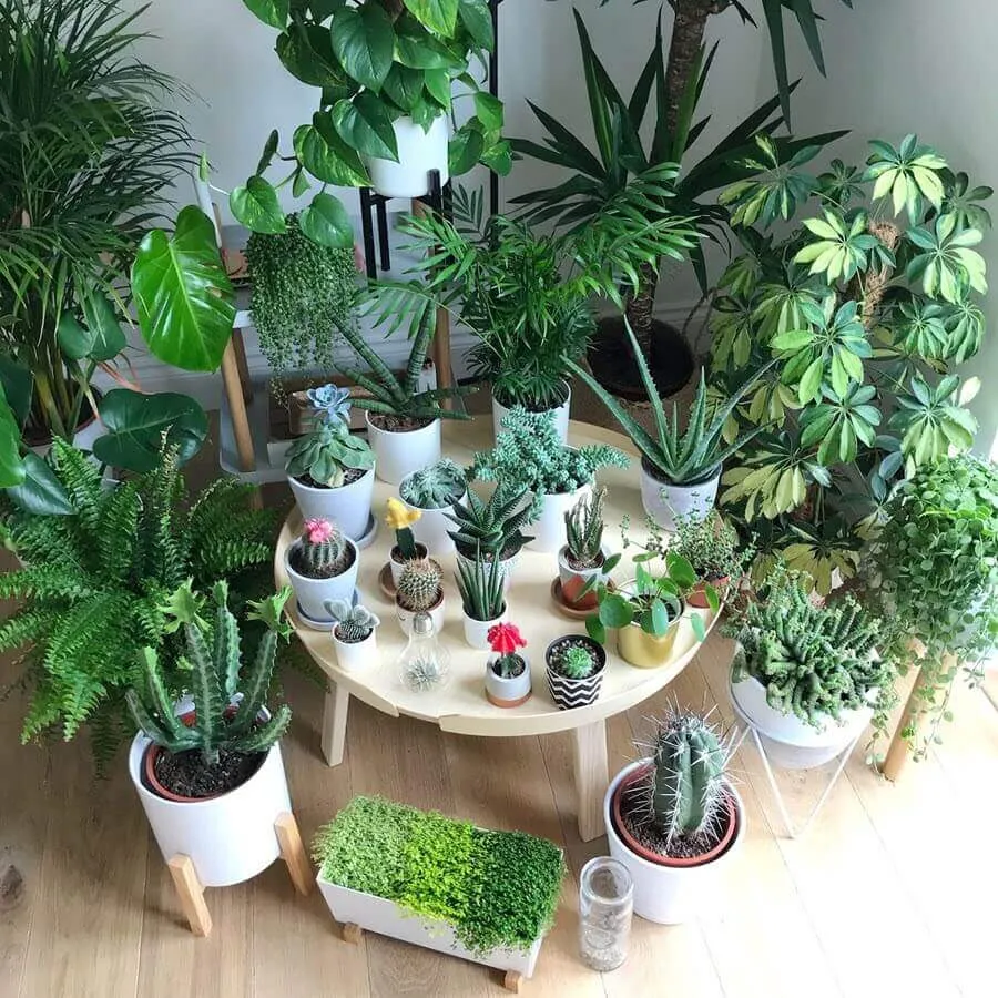 Các mẫu cây cảnh nhỏ gọn và độc đáo tại Shop Cây Xanh