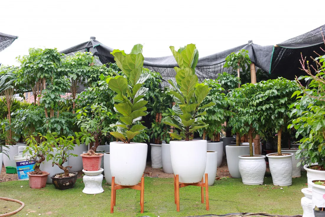 Cây cảnh Bonsai nghệ thuật tại Công ty TNHH Green