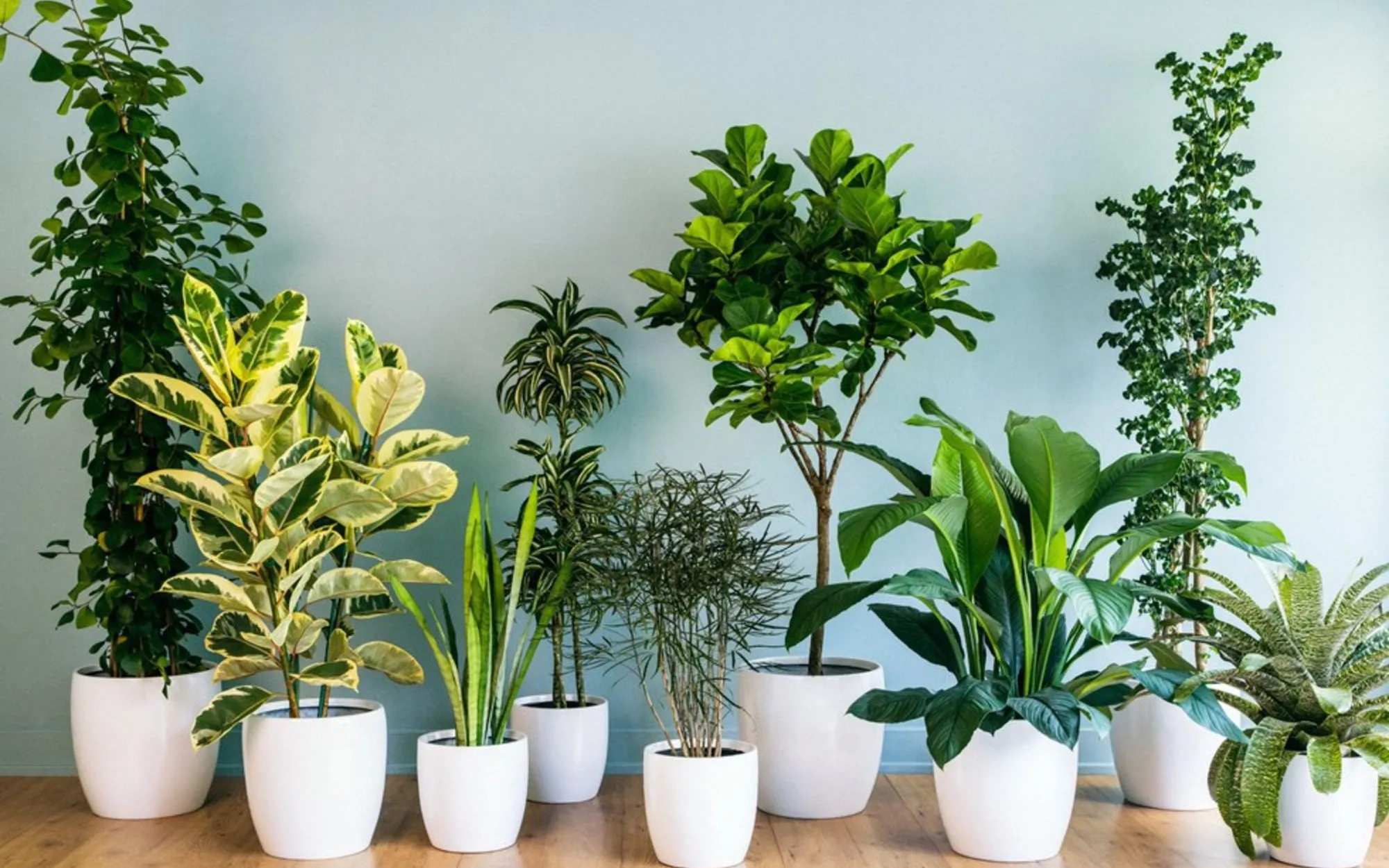 Cây cảnh trang trí trong nhà và văn phòng tại Công ty Dịch vụ Cây Xanh