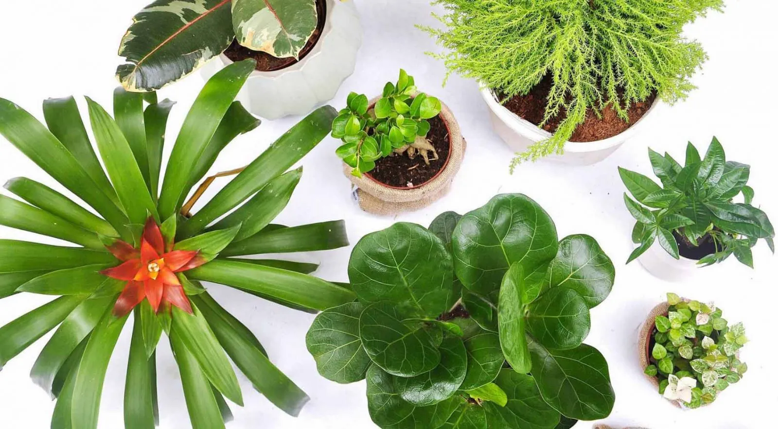 Nhiều loại cây cảnh đẹp và độc đáo tại MINI Shop